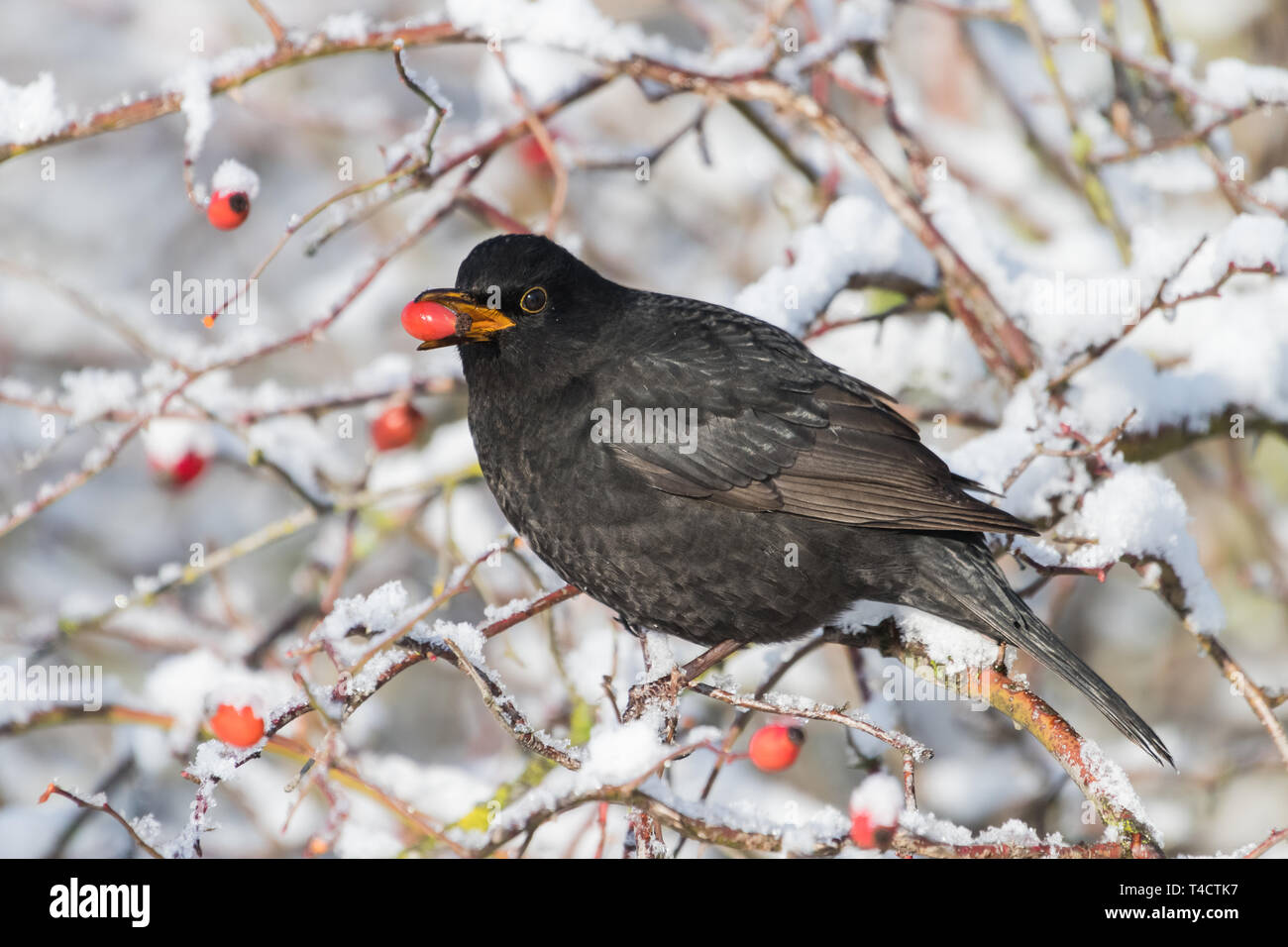 Blackbird with red berries of blueberry in its beak in a park in winter Stock Photo
