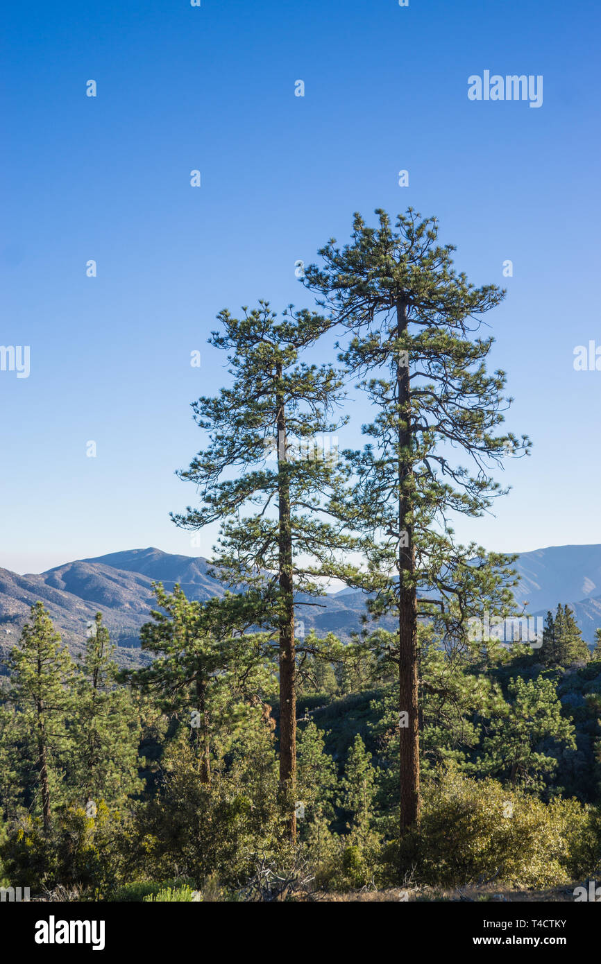 Wooded Forest Stock Photos & Wooded Forest Stock Images Alamy