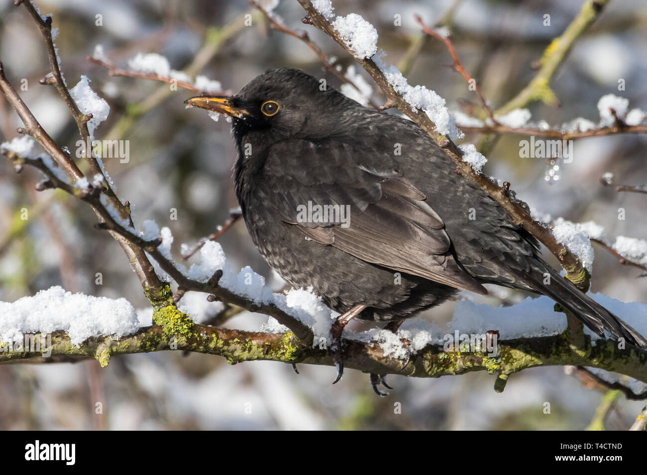Blackbird with red berries of blueberry in its beak in a park in winter Stock Photo