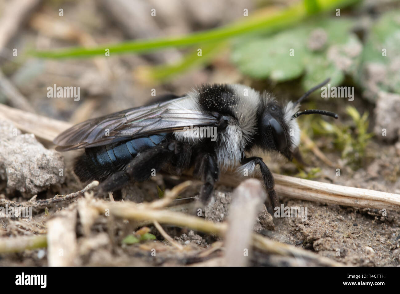 Ashy mining bee (Andrena cineraria) female, UK Stock Photo