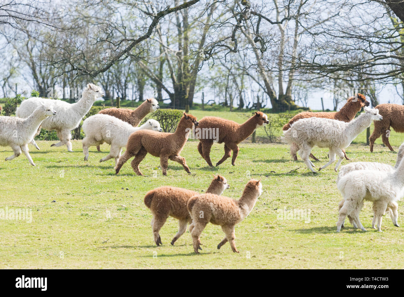 Herd of alpacas running in field at the Lakes Distillery, Setmurthy, Cumbria, Lake District, England, UK Stock Photo