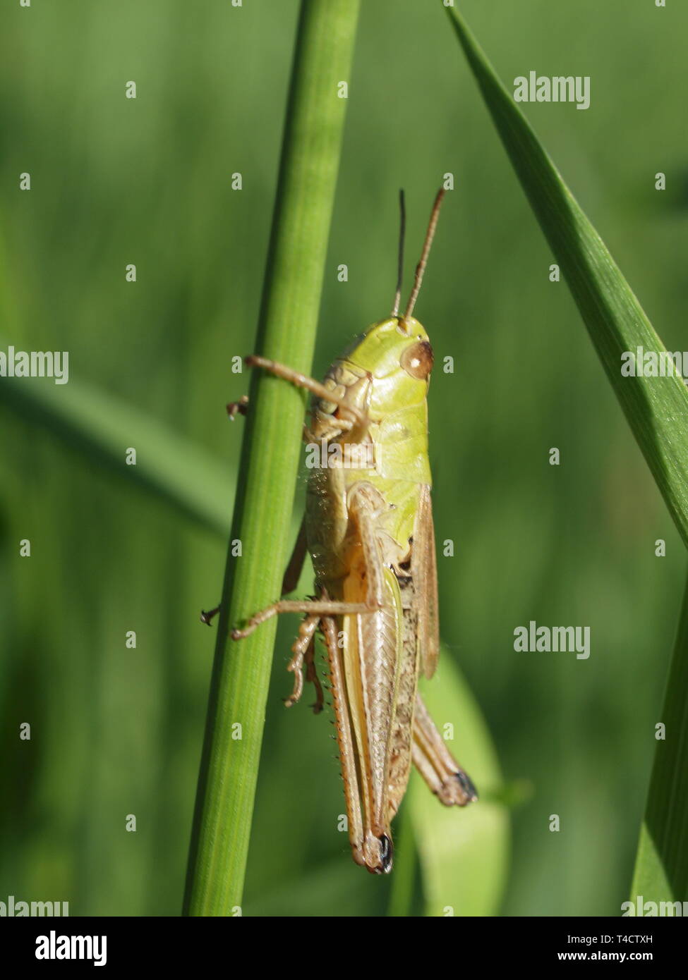 Macro of a green edible Stock Photo Alamy