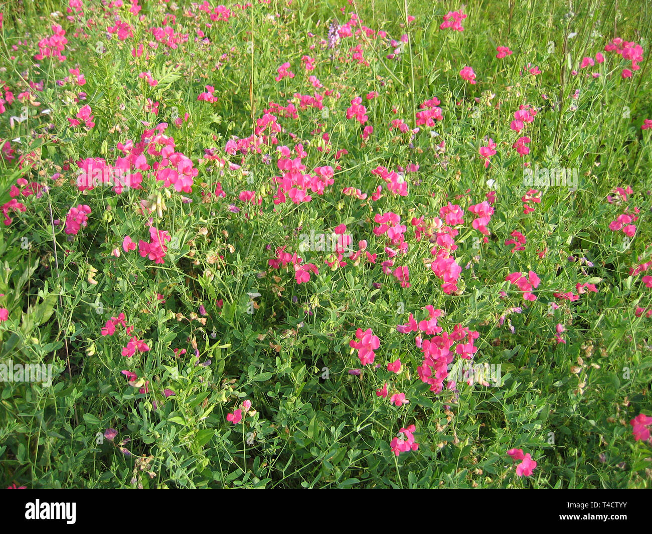 Beautiful pink wild peas flowers background Stock Photo - Alamy