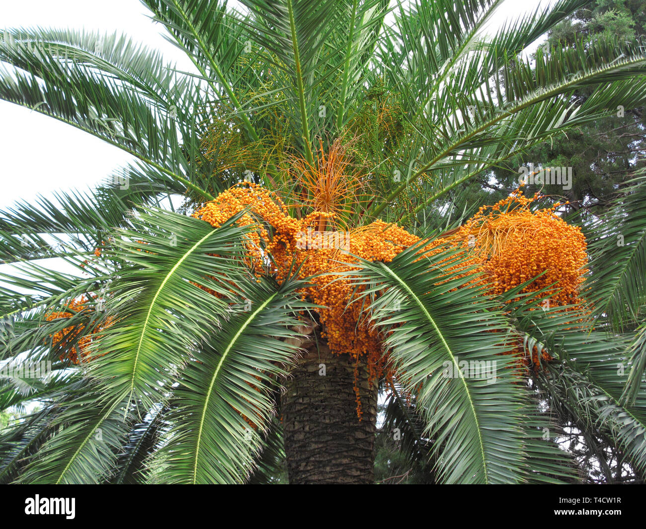 Palm tree with bright orange fruits Stock Photo Alamy