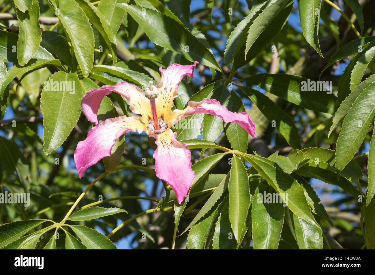 Pink flowers of Chorisia speciosa, or Kapok Tree, native to subtropical South American forests, summer blooming, thorny trunk and branches, deciduous Stock Photo