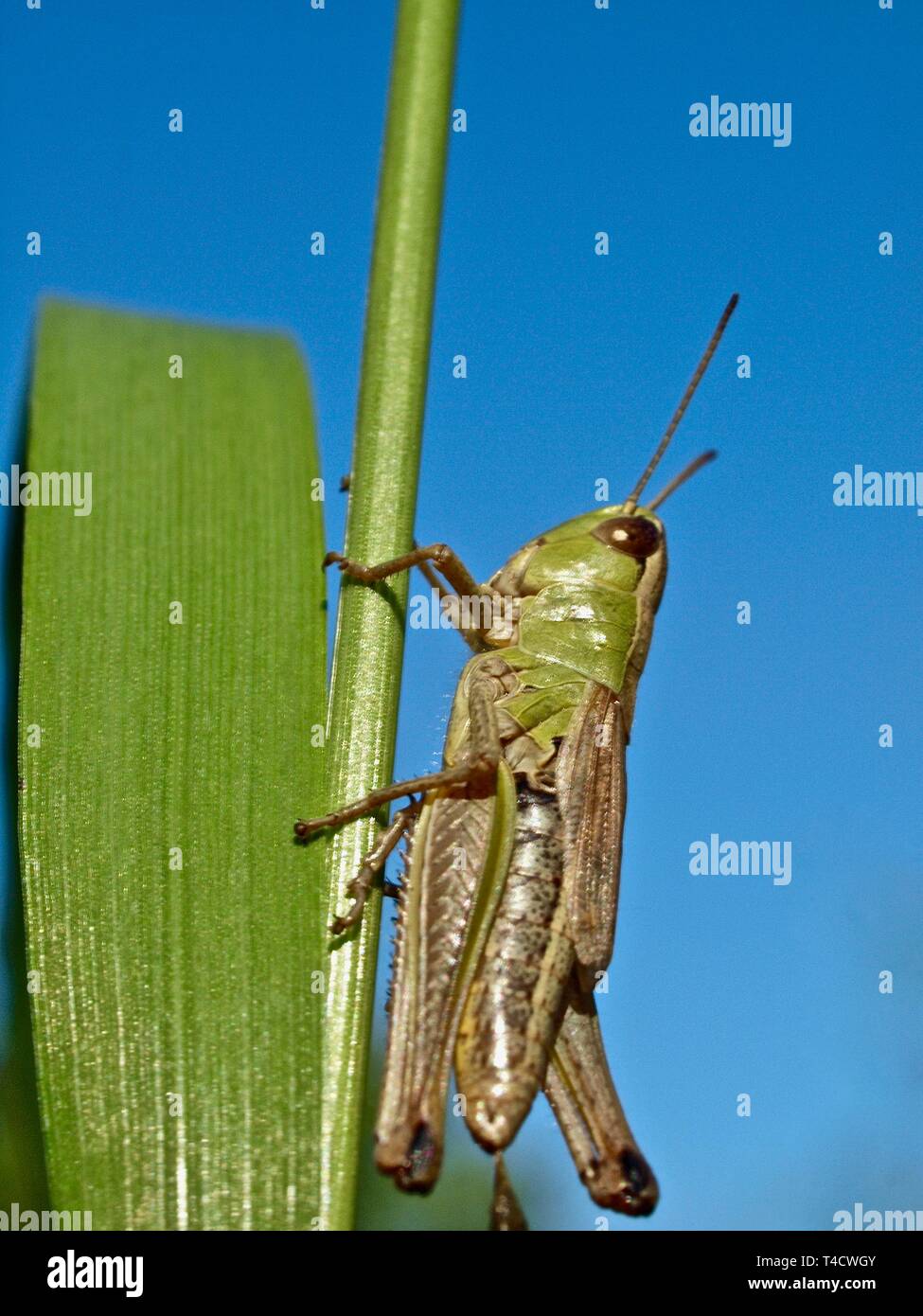 grasshopper margo slip on