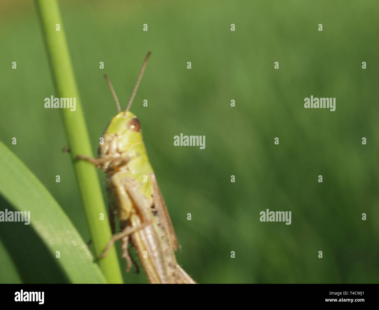 Macro of a green edible Stock Photo Alamy
