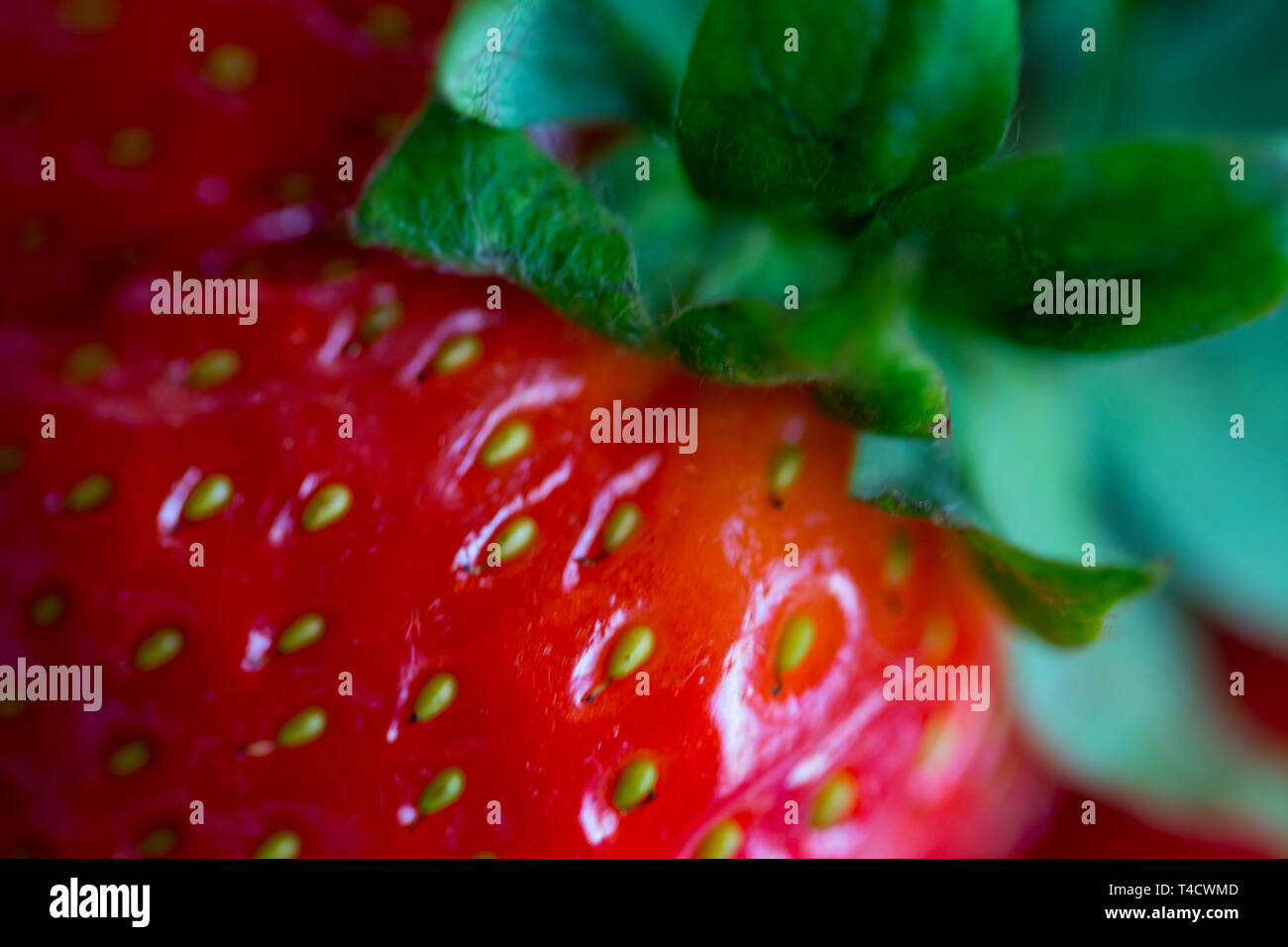 Macro photography on a delicious strawberry Stock Photo - Alamy