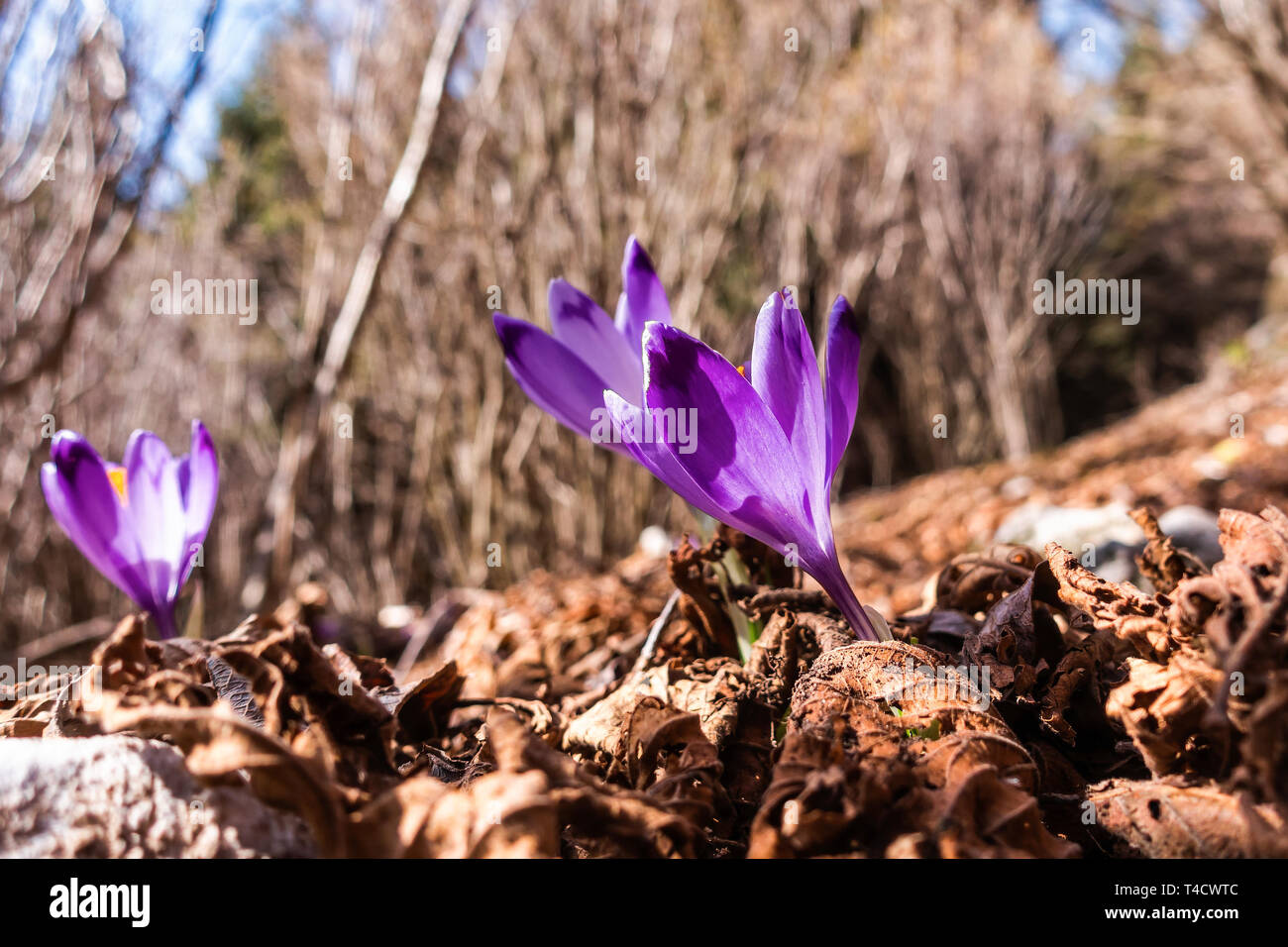 View of blooming spring flowers crocus growing in wildlife. Purple crocus growing. Stock Photo