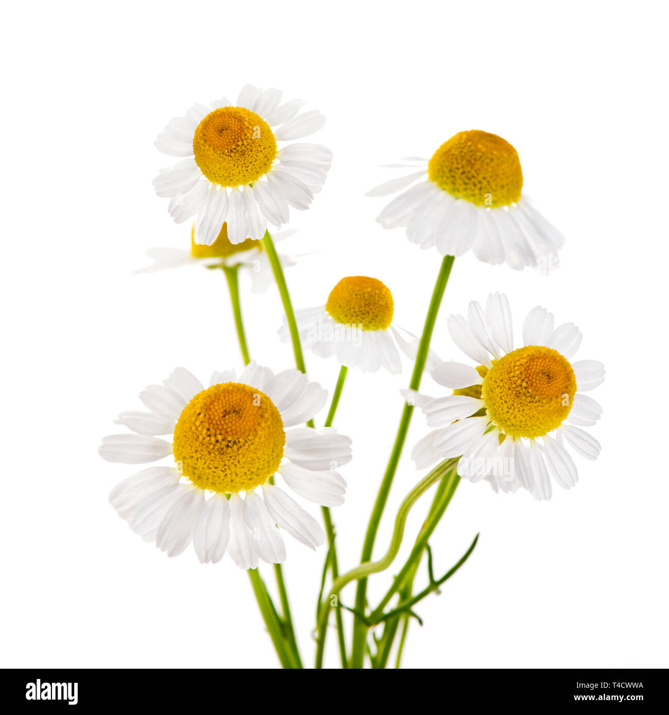 Chamomile flowers isolated on white background Stock Photo Alamy