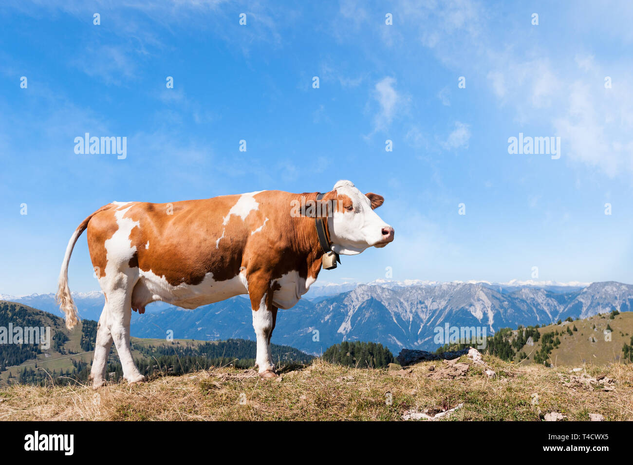 Summer landscape in with cow grazing on fresh green mountain pastures and mountain tops in the background Stock Photo