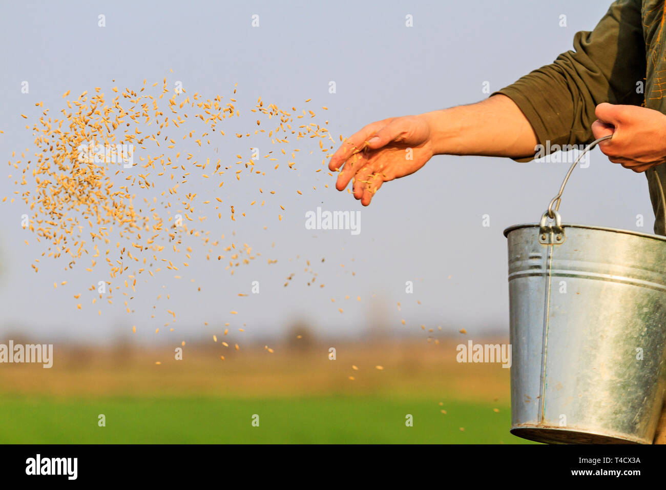 man sows grain throwing it on the ground Stock Photo Alamy