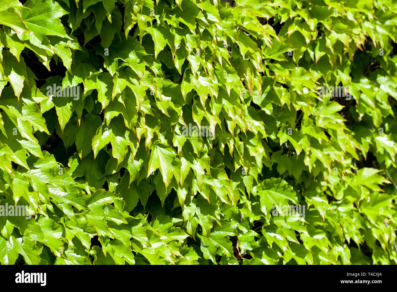 Green leaves pattern background. Natural background and wallpaper Stock ...