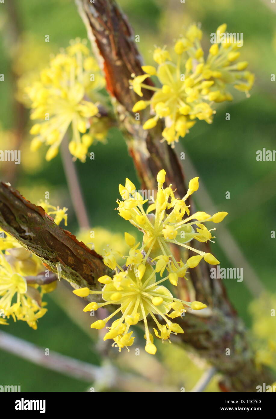 Cornus mas.  Early spring blossoms of Cornelian Cherry Stock Photo