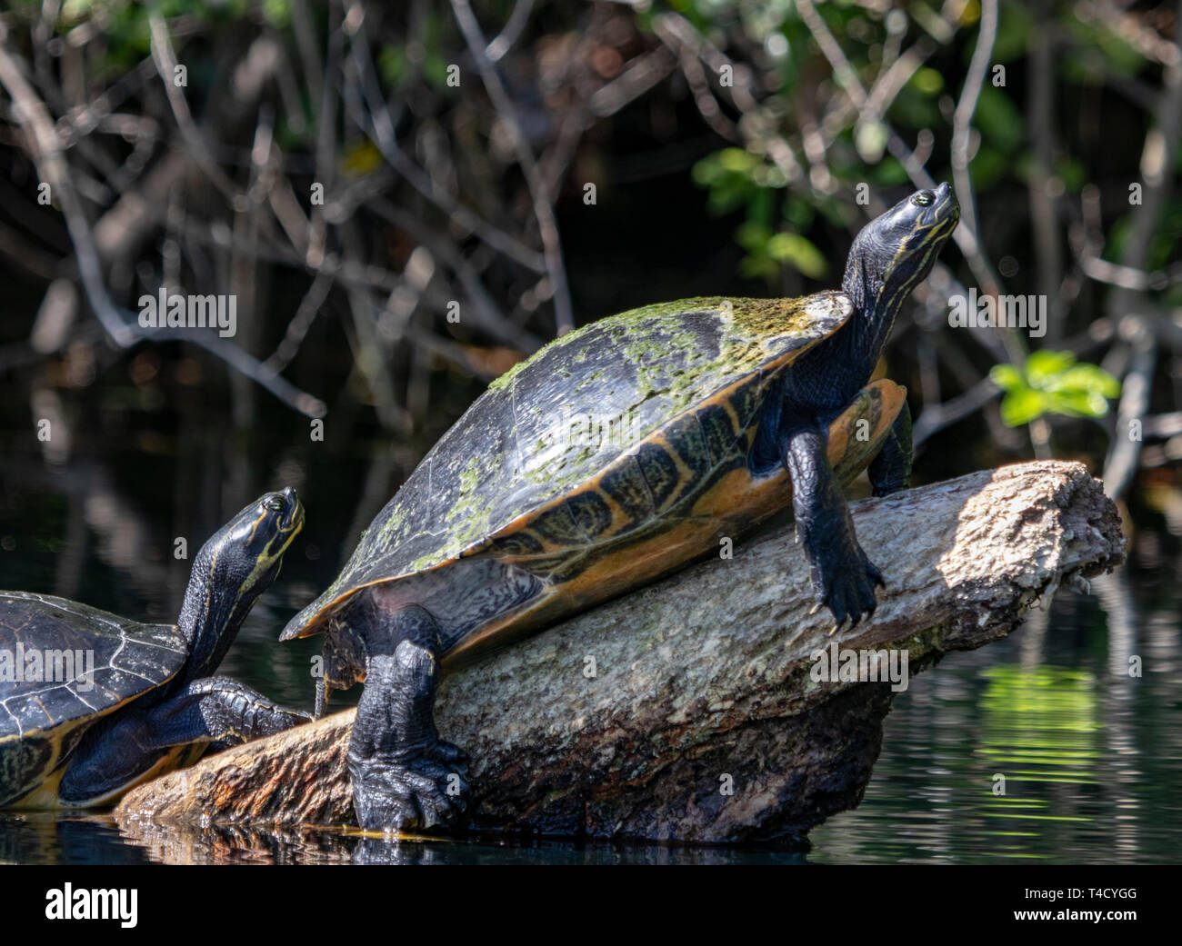 Two turtles sunbathing on a log in the Rainbow river, Dunnellon Florida Stock Photo