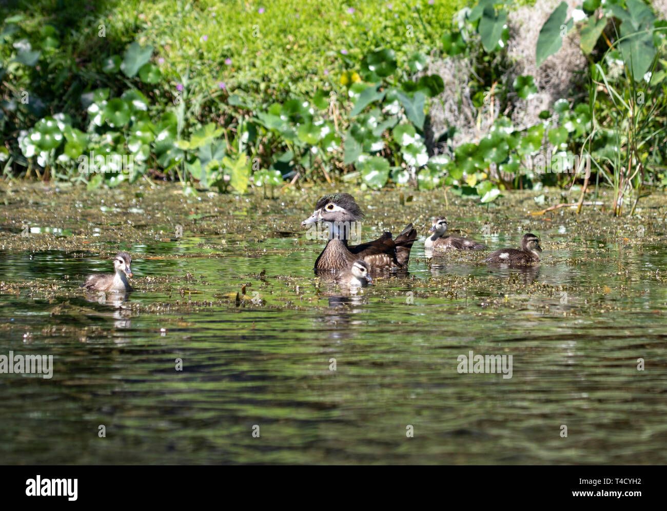 Breeding Wood ducks during Springtime at Rainbow river in Dunnellon, Florida Stock Photo