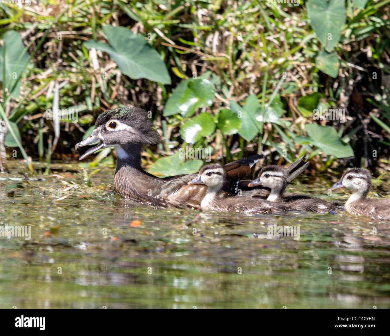 Adorable baby Wood ducks with their Mother Stock Photo