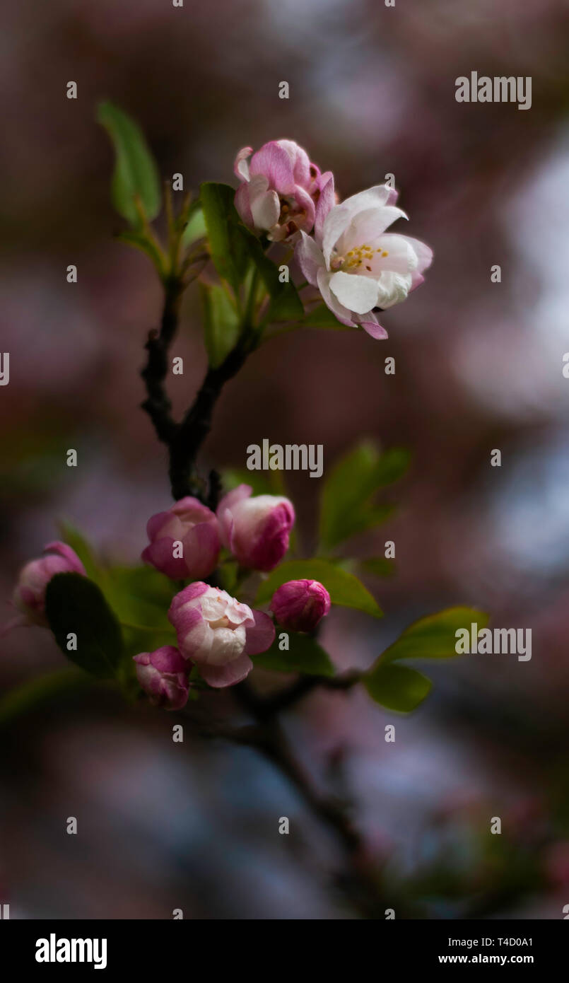 Cherry Blossom in Regent's Park Stock Photo