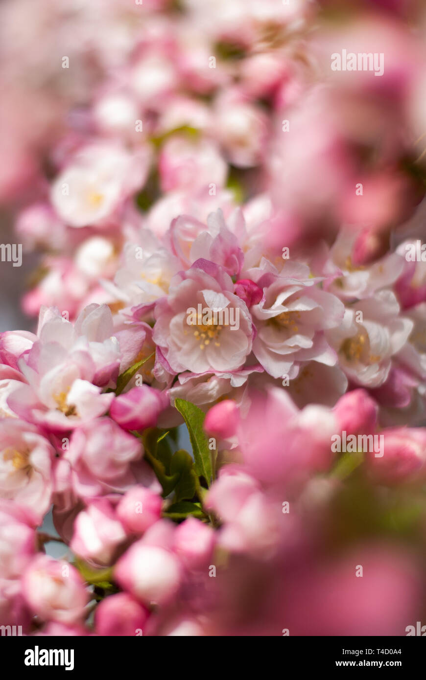 Cherry Blossom in Regent's Park Stock Photo Alamy