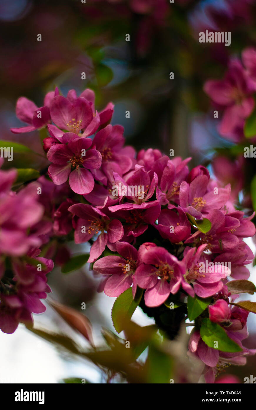 Cherry Blossom in Regent's Park Stock Photo Alamy