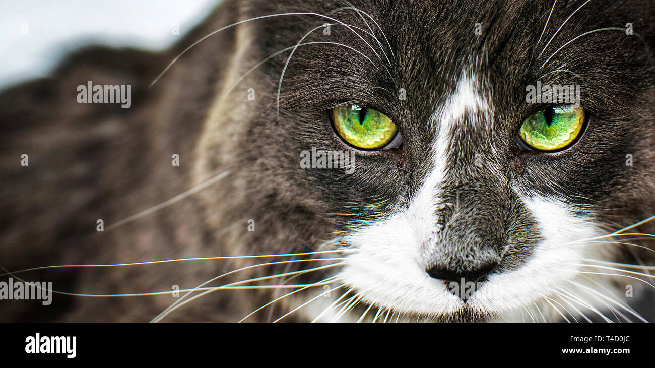 Close Up View Of Beautiful Green Cat S Eye Looking At Camera