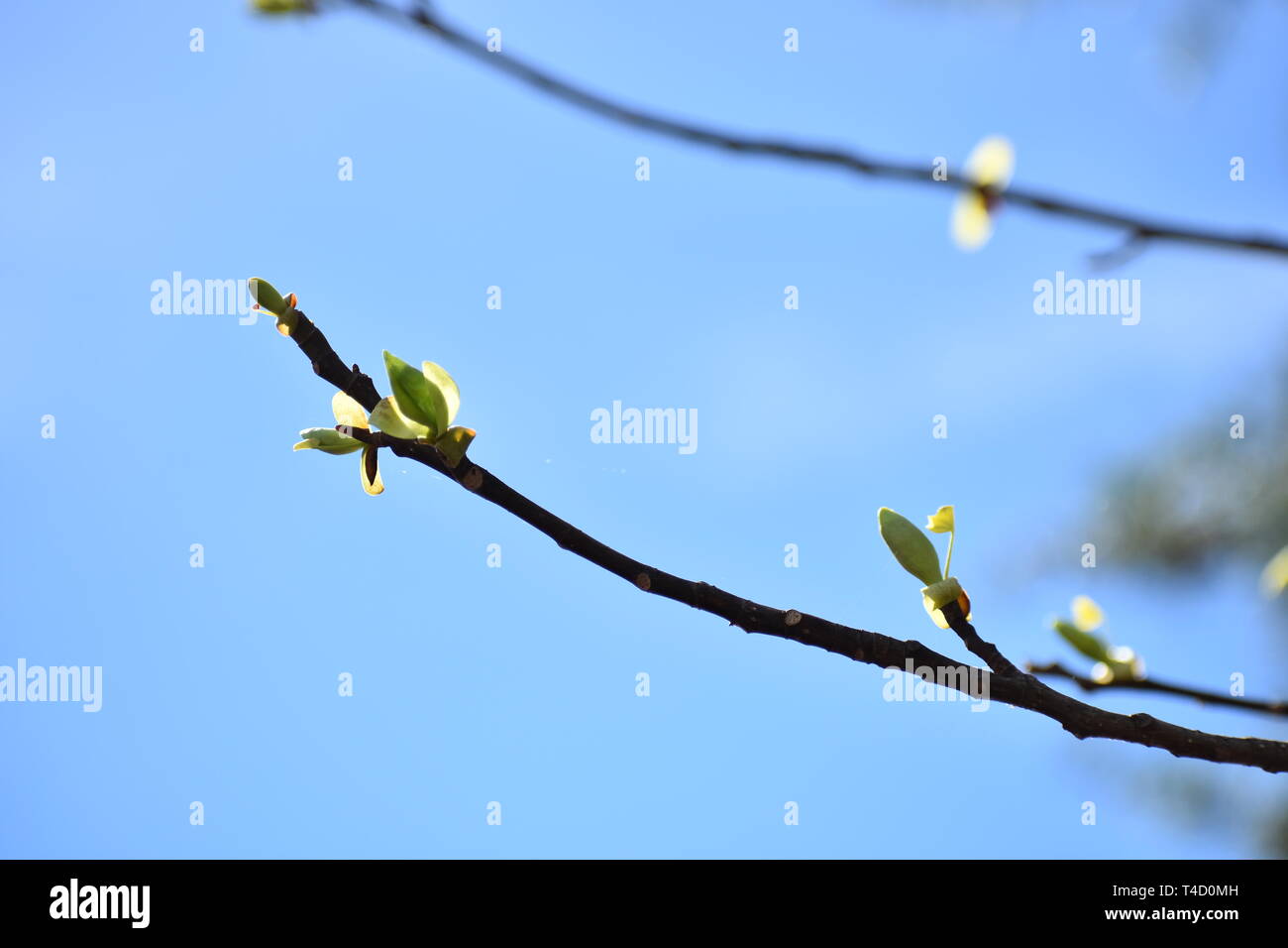 Tulip poplar hi-res stock photography and images - Alamy