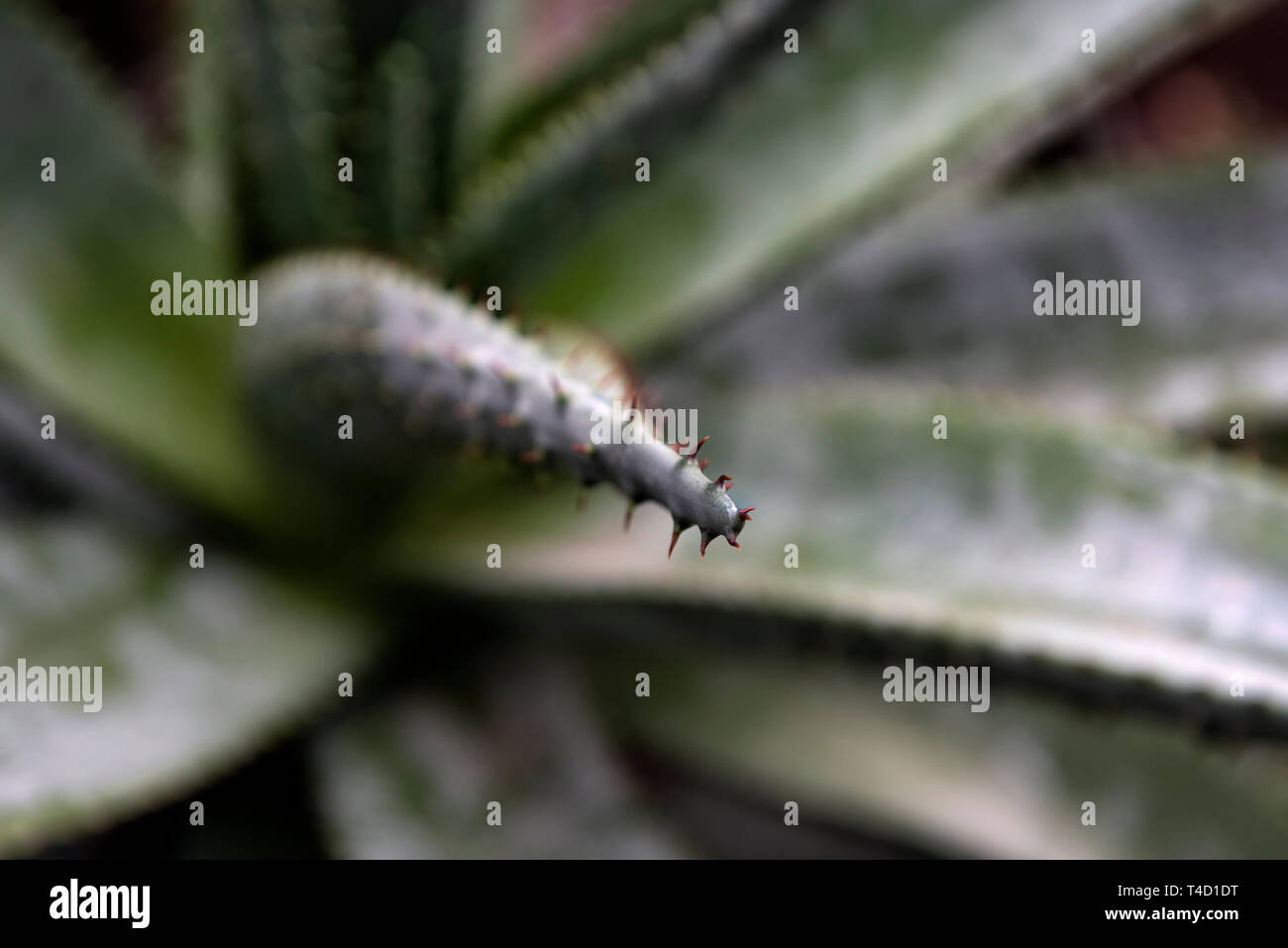 Close up of spikes of Aloe vera succulent Stock Photo