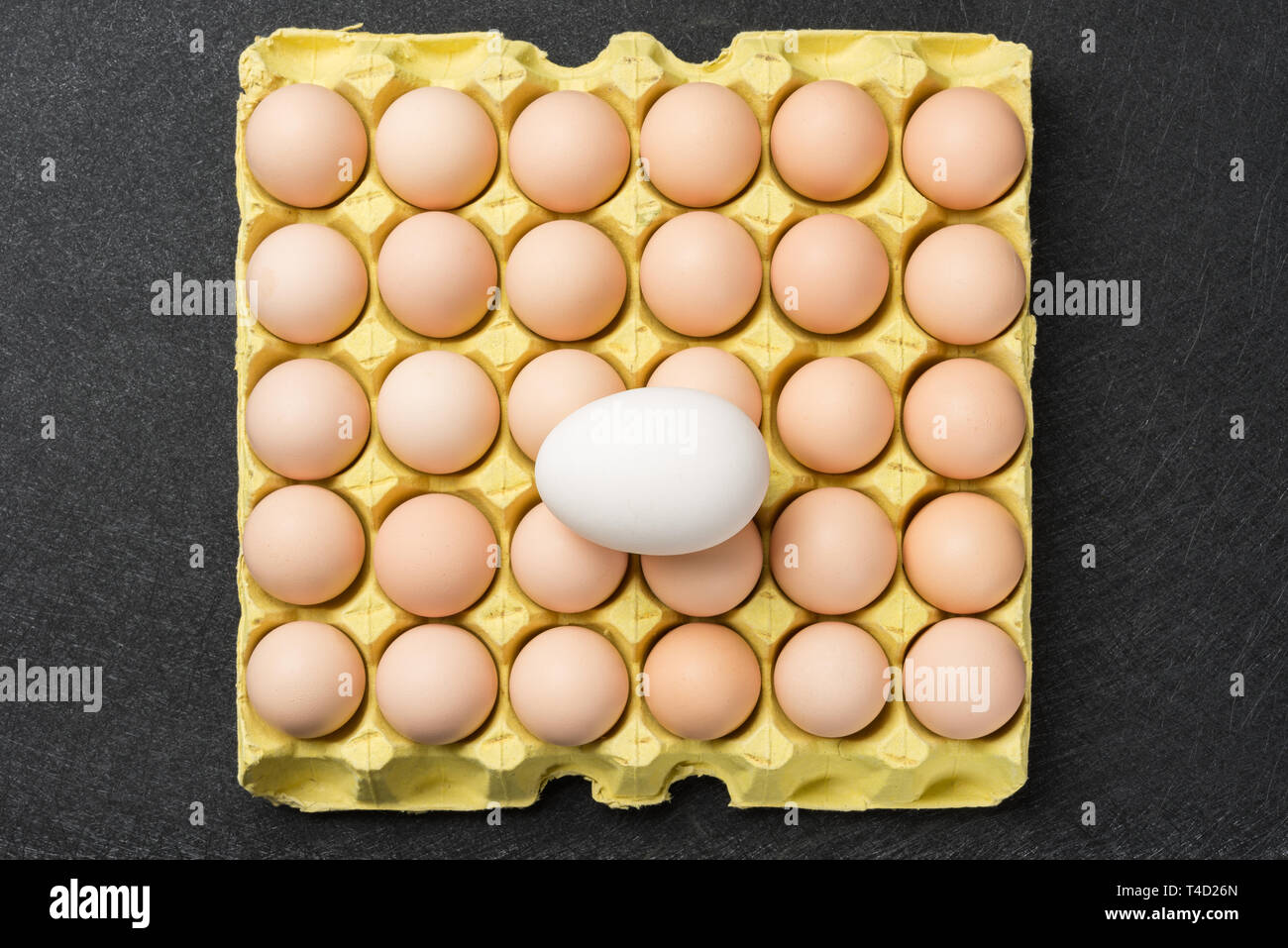 giant size goose egg on top of small chicken eggs concept of size comparison Stock Photo