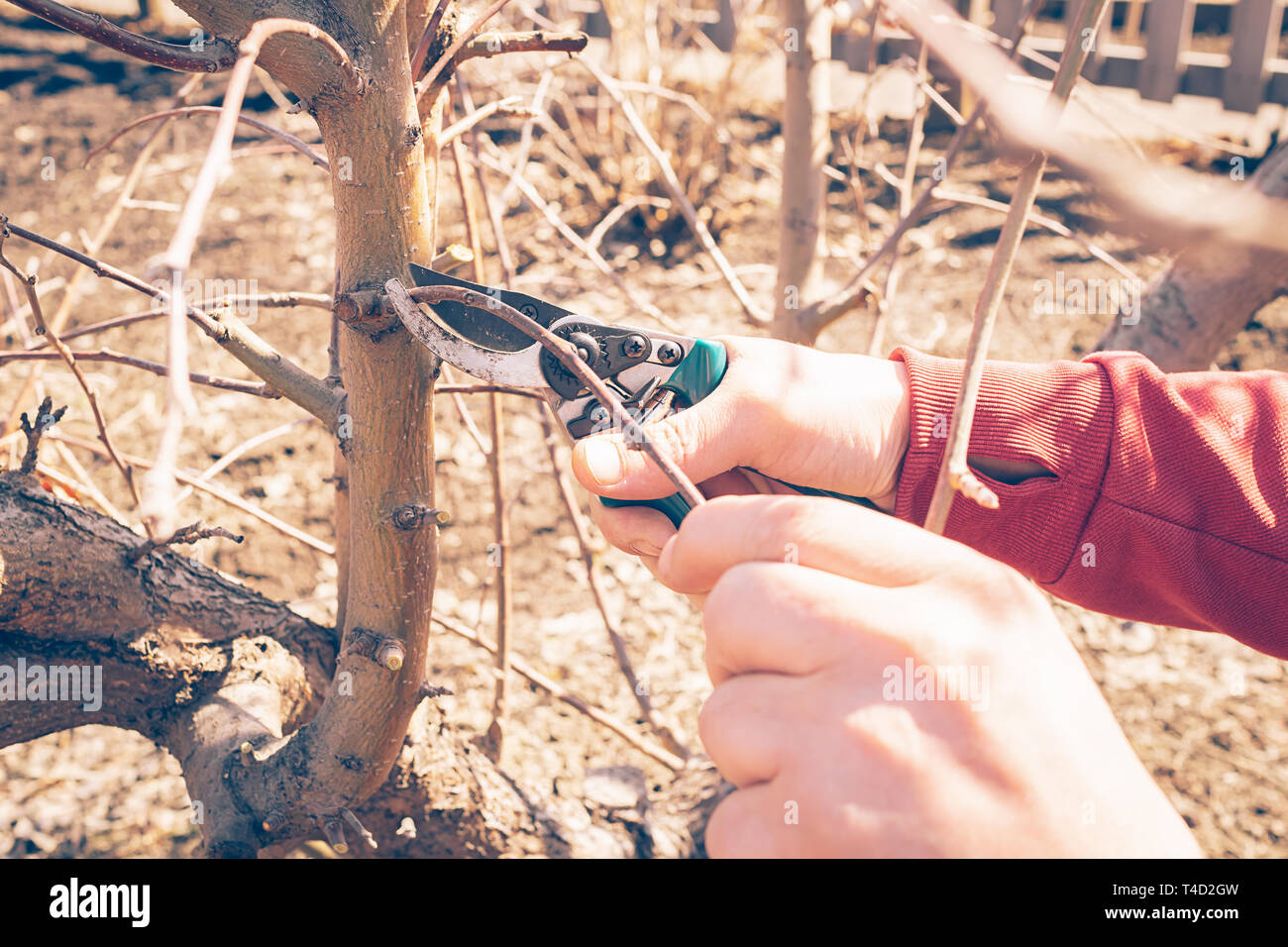 The gardener man cuts the branches of trees and shrubs. Male hand with ...