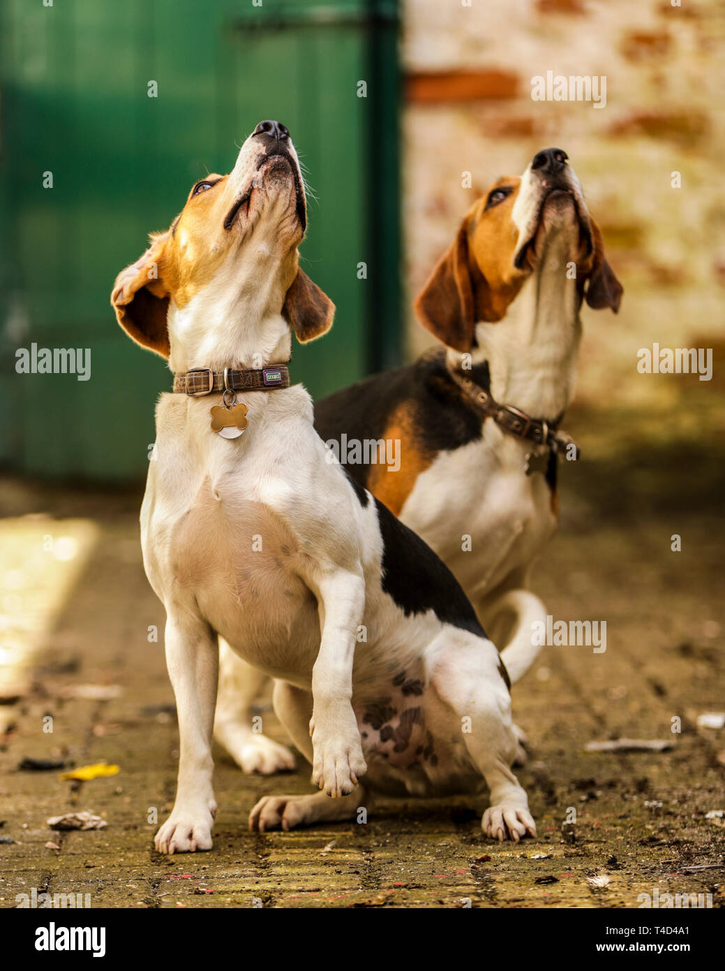 Beagle Dog enjoying Play Time outdoors on an Old Military Base in Devon UK. Stock Photo