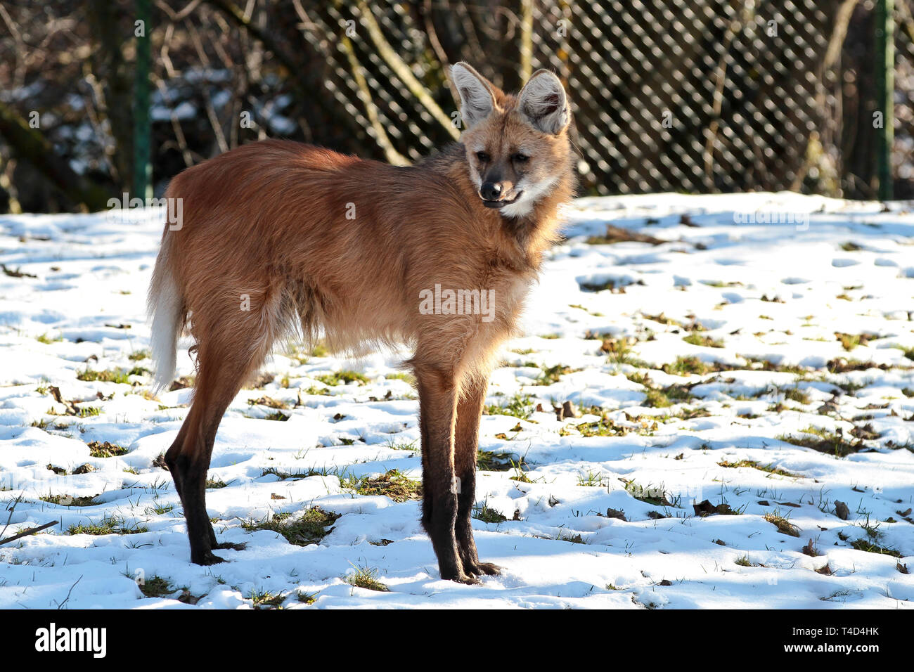 The Maned Wolf, Chrysocyon brachyurus is the largest canid of South America. This mammal lives in open and semi-open habitats, especially grasslands w Stock Photo - Alamy The Maned Wolf, Chrysocyon brachyurus is the largest canid of South America. This mammal lives in open and semi-open habitats, especially grasslands w Stock Photo - Alamy