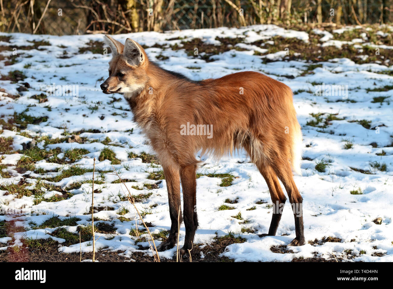 The Maned Wolf, Chrysocyon brachyurus is the largest canid of South America. This mammal lives in open and semi-open habitats, especially grasslands w Stock Photo