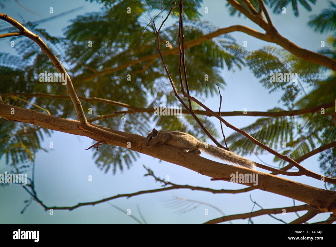 Indian palm squirrel (Funambulus palmarium) climbing a tree. India Stock Photo Alamy