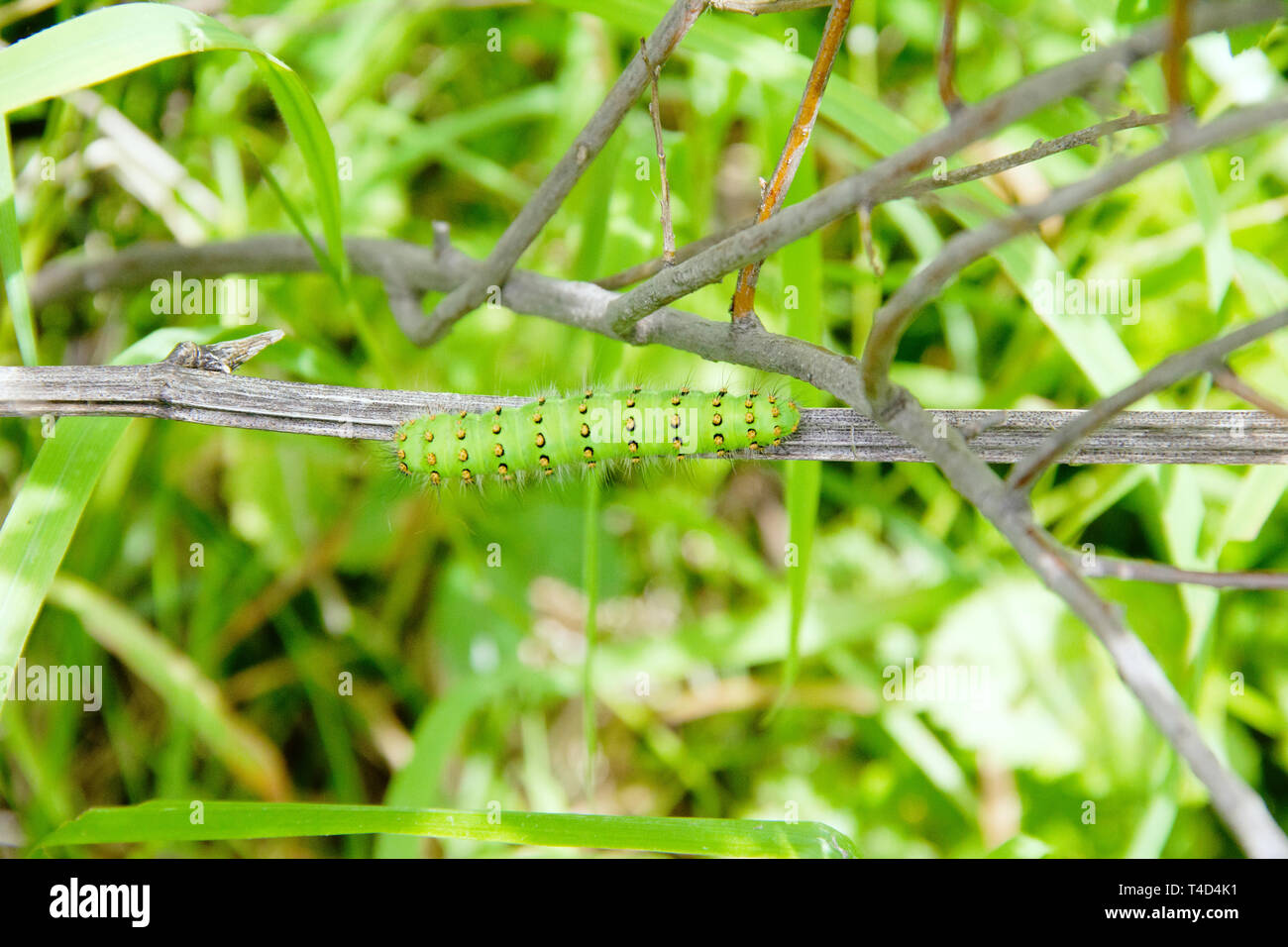 Fat green caterpillar with yellow spots around the body Stock Photo