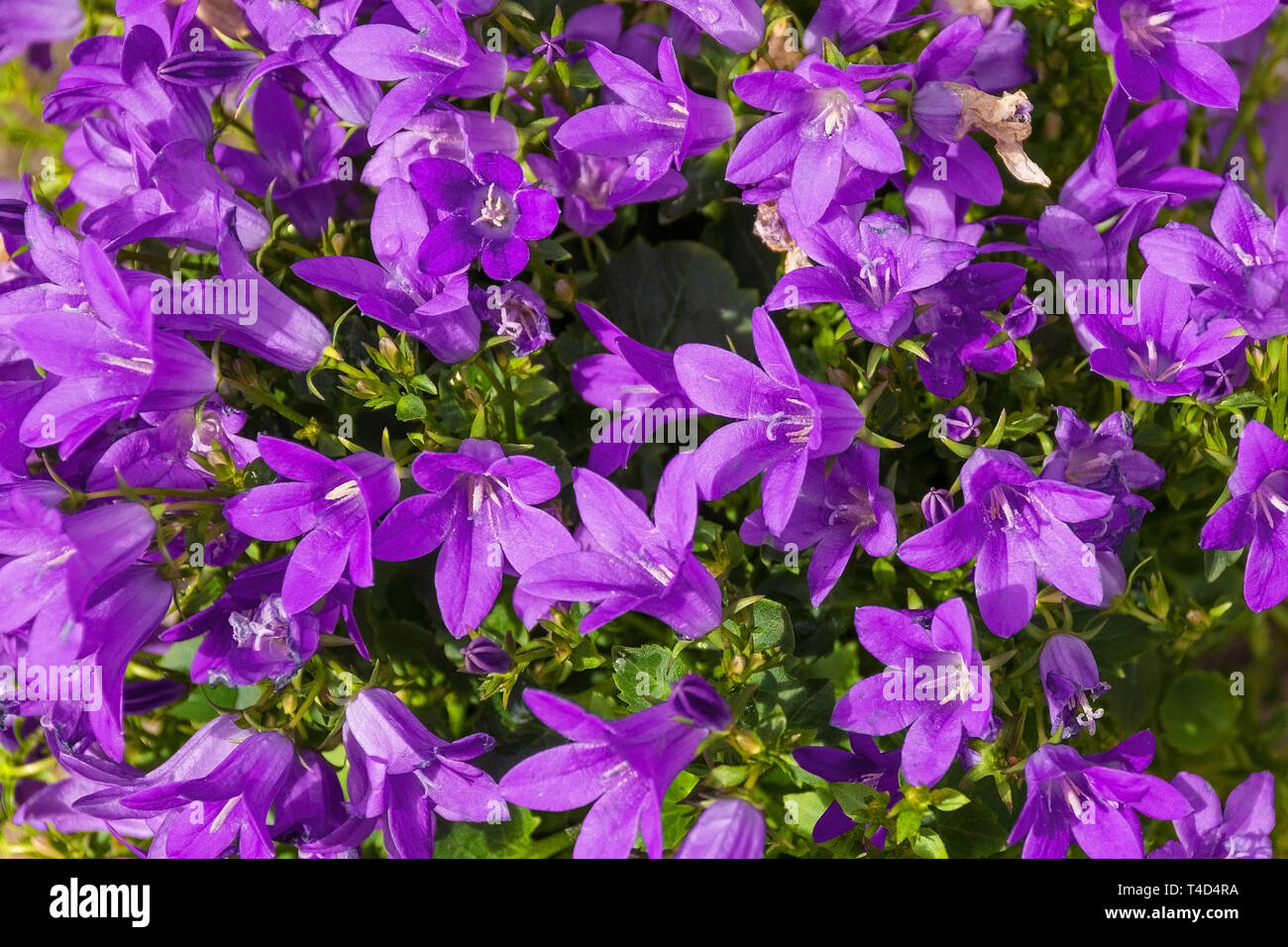 Purple flowers on a perrenial herbaceous campanula plant, commonly called bellfower, growing in north east Italy Stock Photo