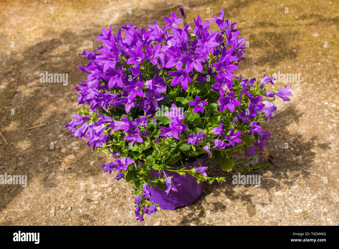 A small campanula plant in a purple plastic pot growing in north east Italy - this  perrenial herbaceous plant is commonly known as bellfower Stock Photo