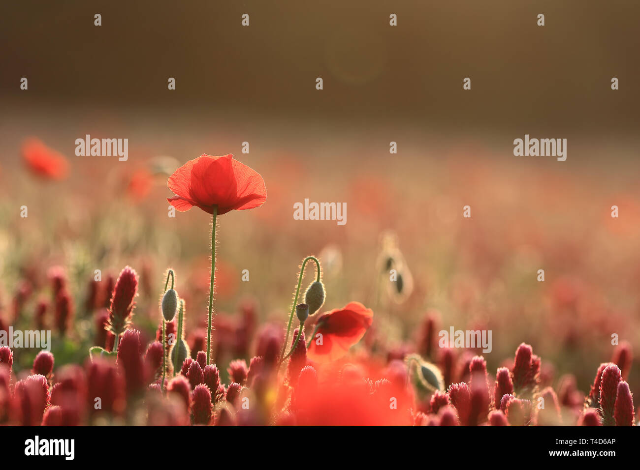 Tall poppies hi-res stock photography and images - Alamy