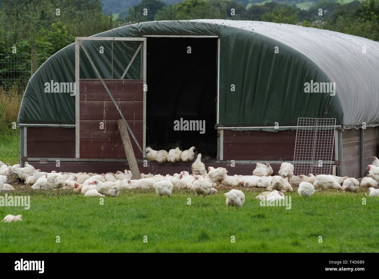 Organic free range chickens outside a chicken shed being allowed to