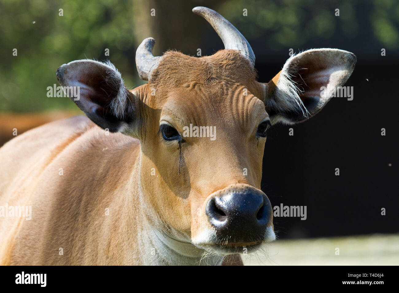 Banteng, Bos javanicus or Red Bull It is a type of wild cattle But there  are key characteristics that are different from cattle and bison is: A  white Stock Photo - Alamy