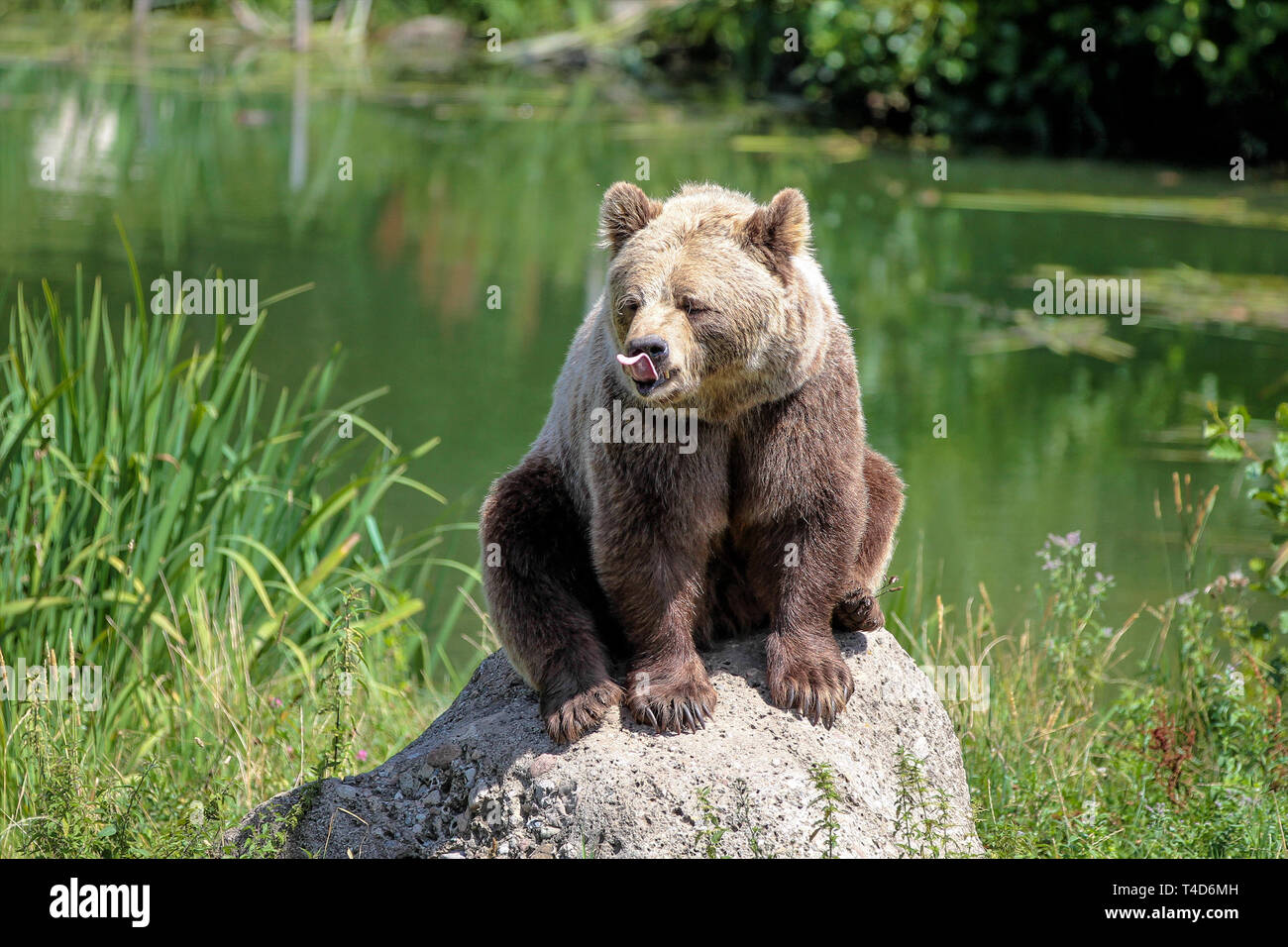 European brown bear, ursus arctos in a park in germany Stock Photo - Alamy