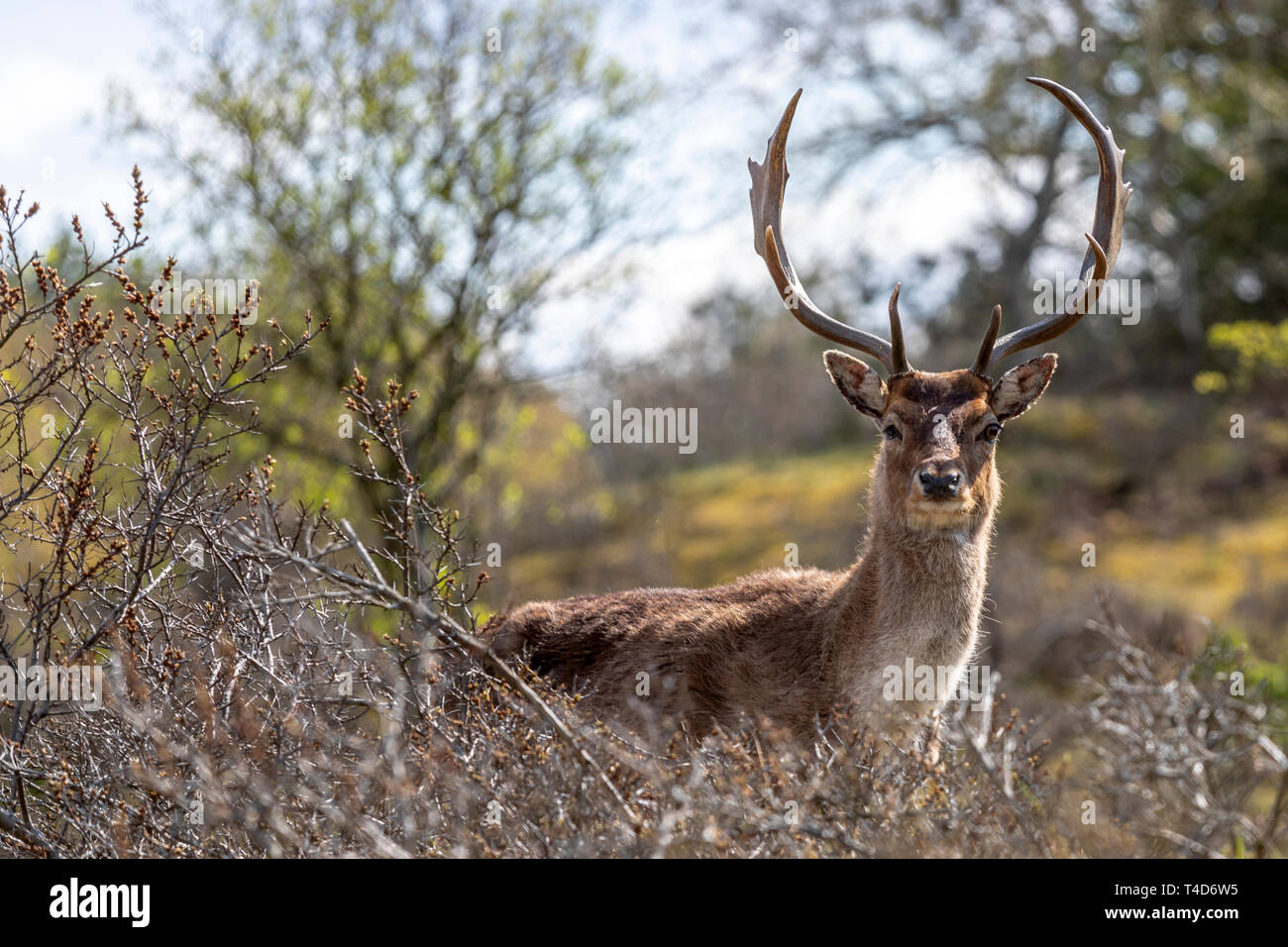 Male fallow deer ( Dama dama ) in shrubbery in nature reserve ‘’ Amsterdamse Waterleidingduinen’’, North Holland, The Netherlands. Stock Photo