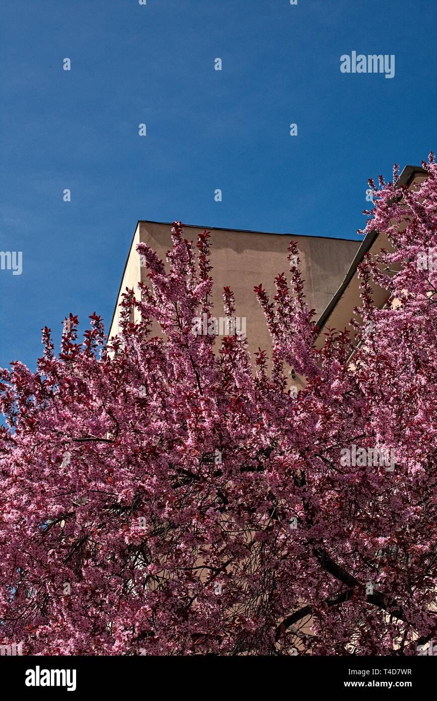 Pink flowers in Cluj Napoca Stock Photo Alamy