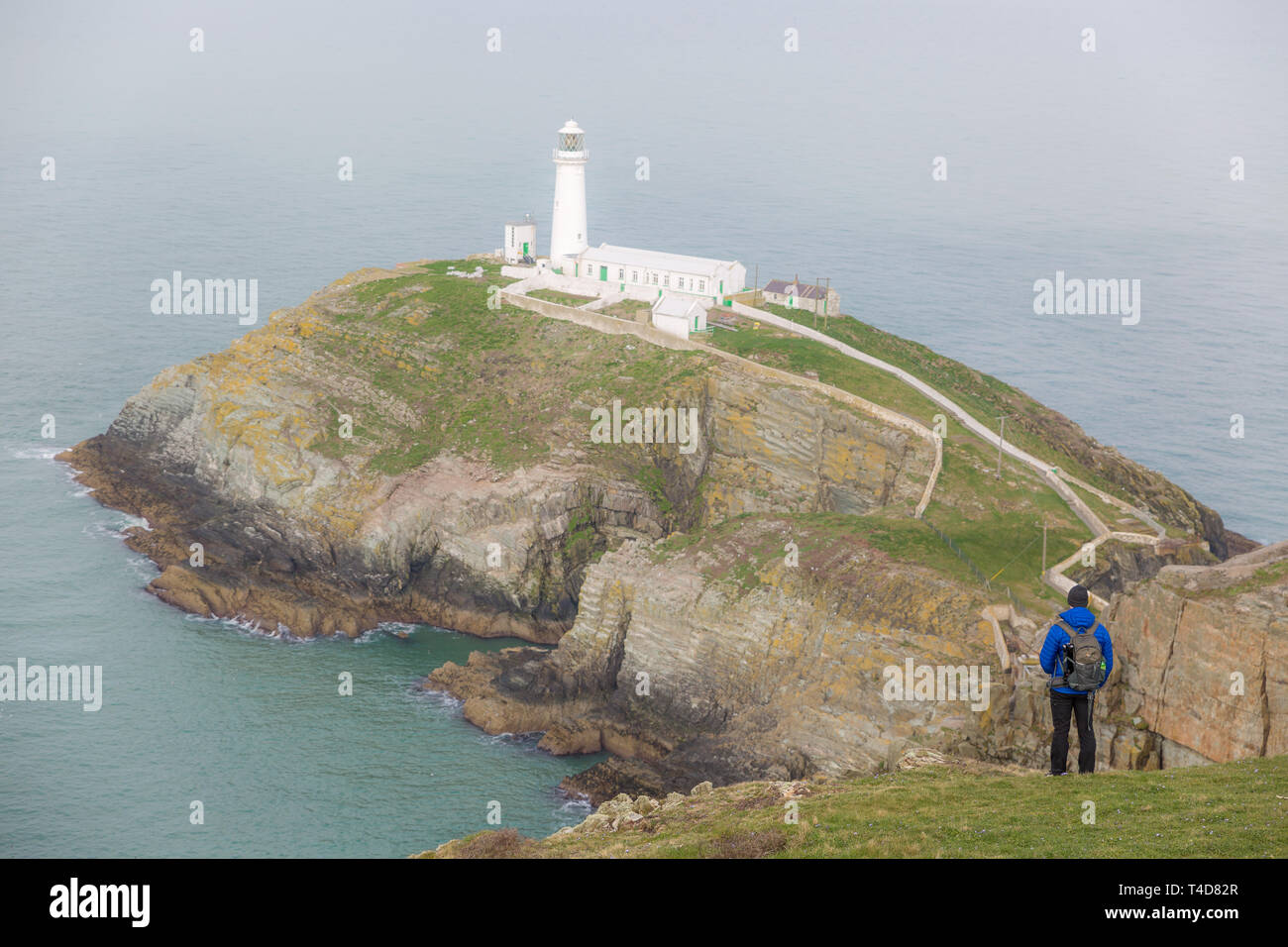 Rear view of man on coast cliff, early spring morning, looking out to sea, view of South Stack Lighthouse, Anglesey, Wales, before tourists arrive. Stock Photo