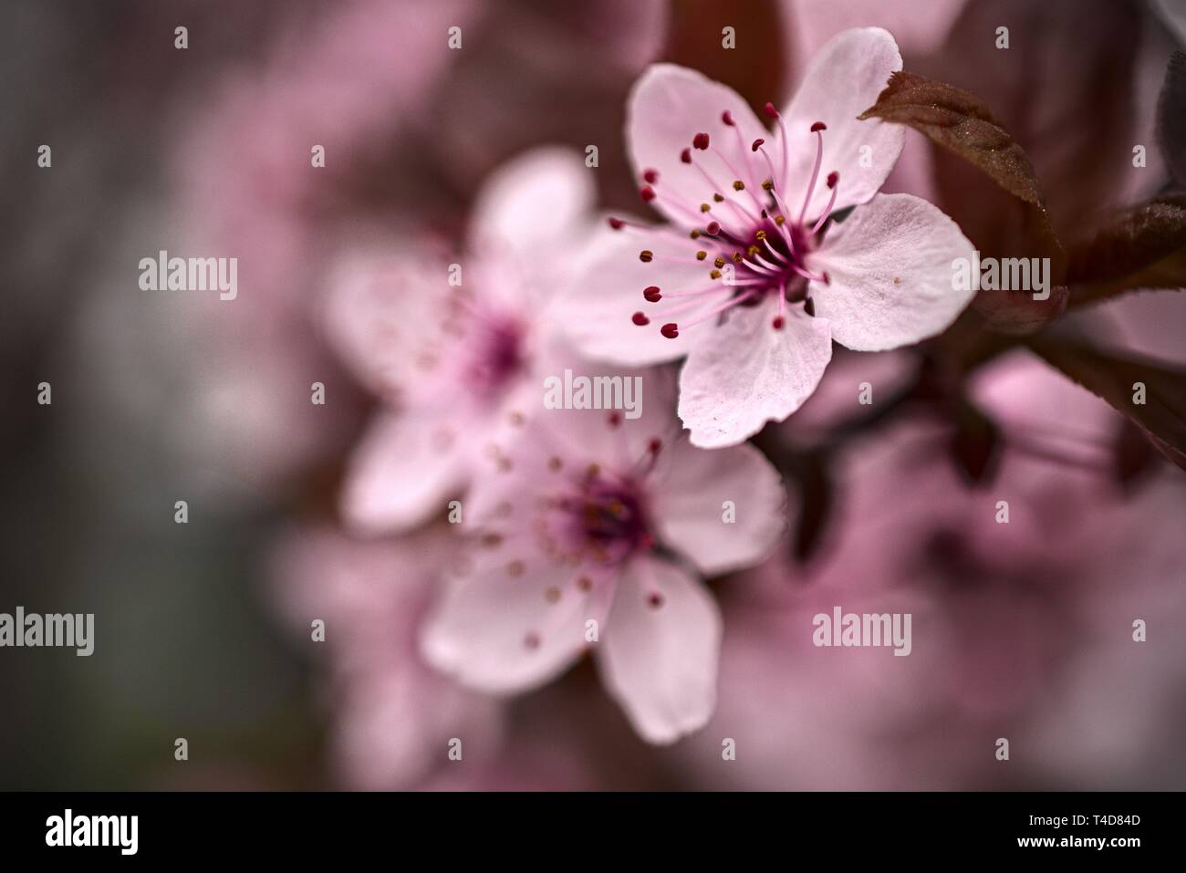 Pink flowers in Cluj Napoca Stock Photo Alamy