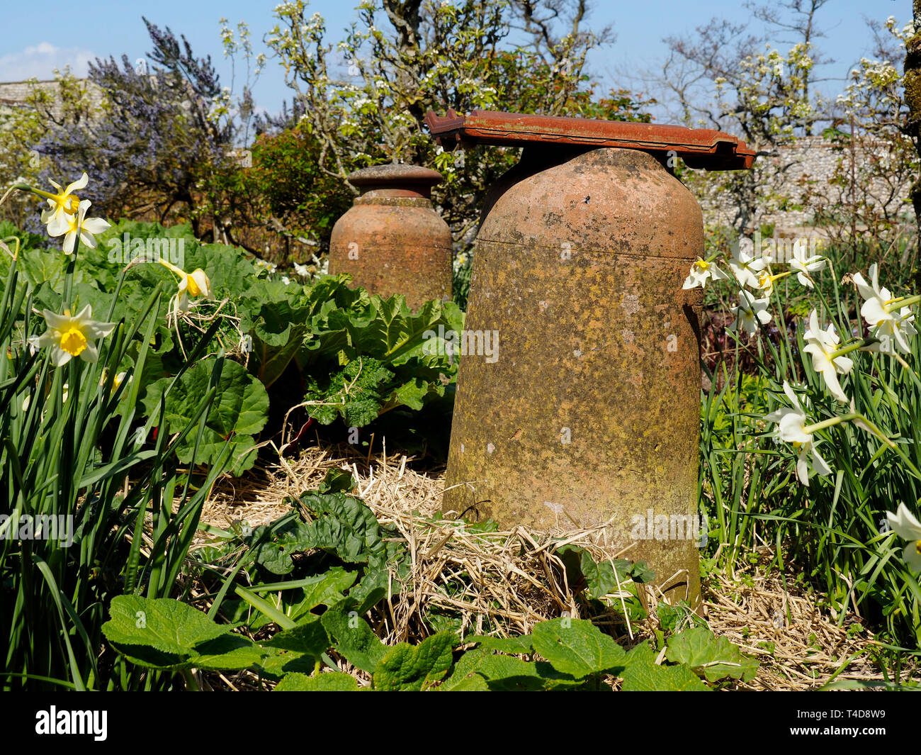 Old fashioned terracotta forcing jars used to force early rhubarb in this rustic country garden. Stock Photo