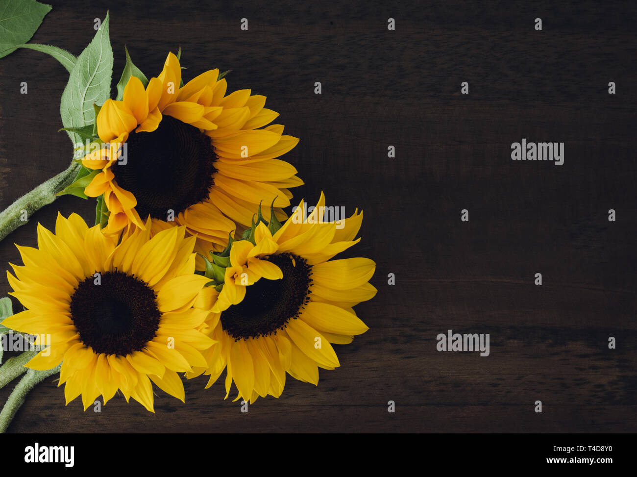Sunflowers wooden fence hi-res stock photography and images - Alamy