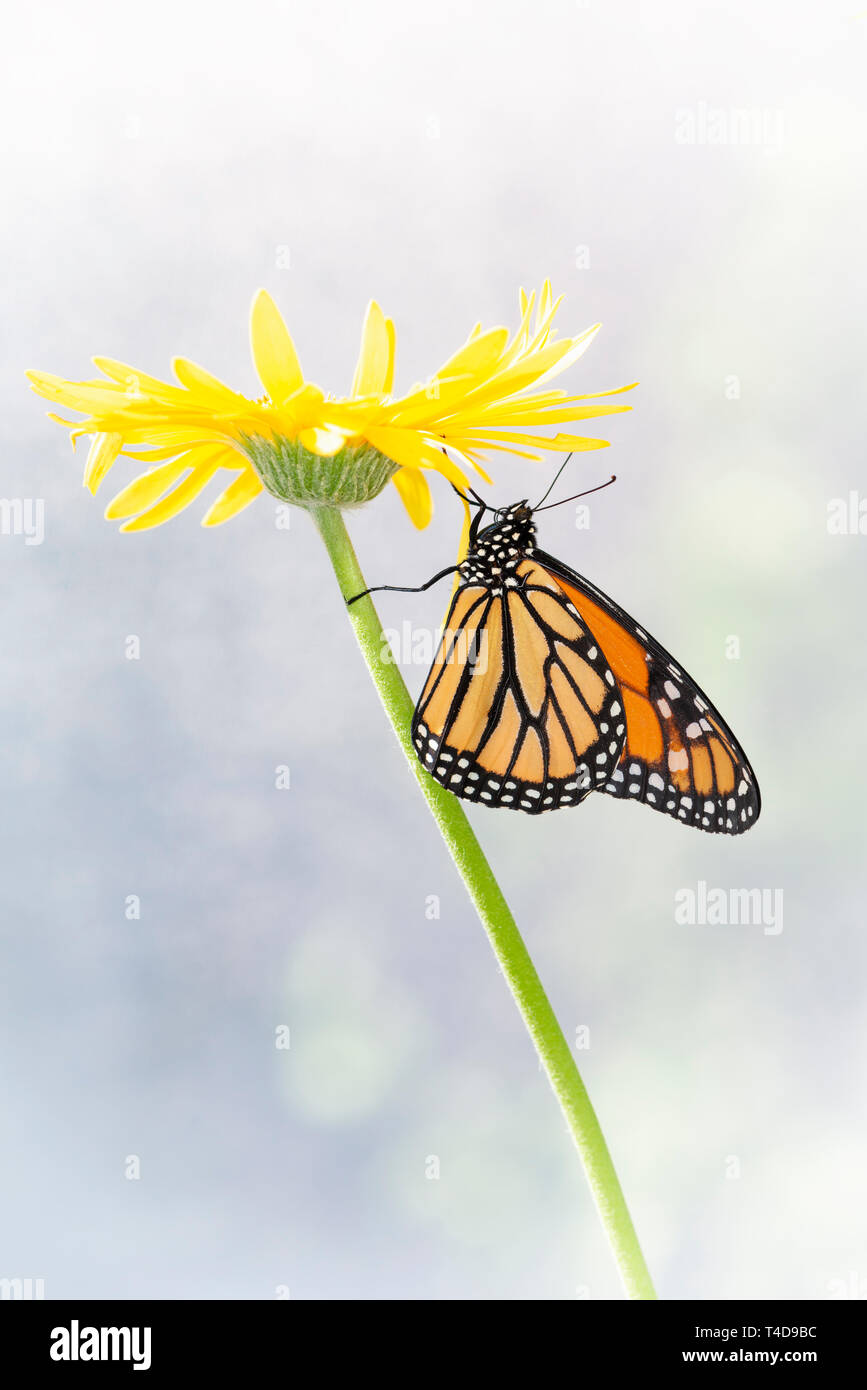 Monarch butterfly Danaus Plexippus resting under a yellow flower in the ...