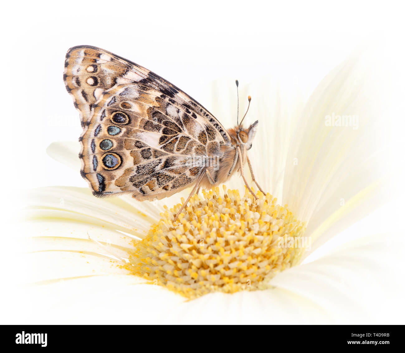 Painted lady butterfly on a pale gerbera flower - side view Stock Photo