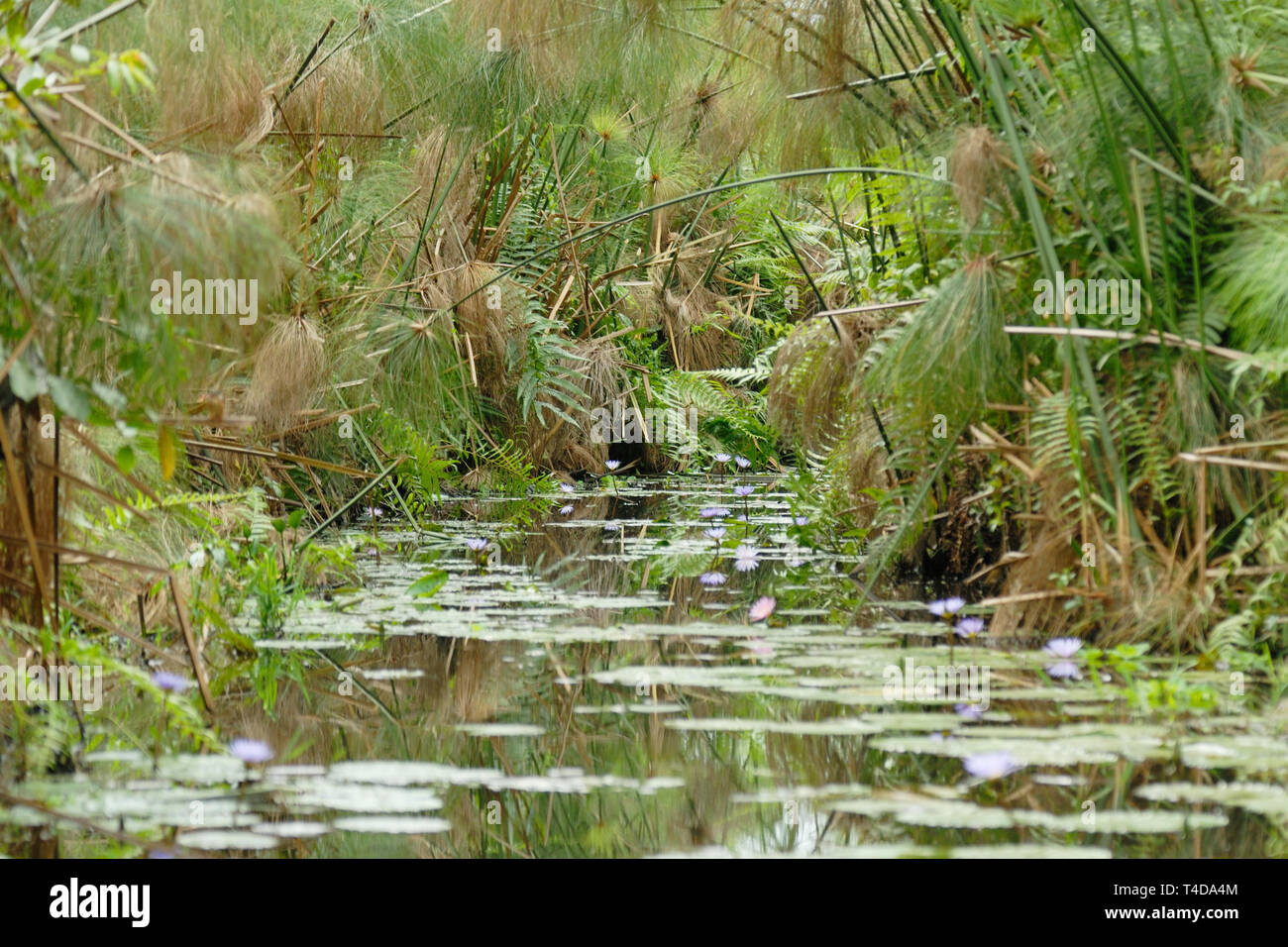 Papyrus (Cyperus papyrus) swamp in Lake Victoria Stock Photo