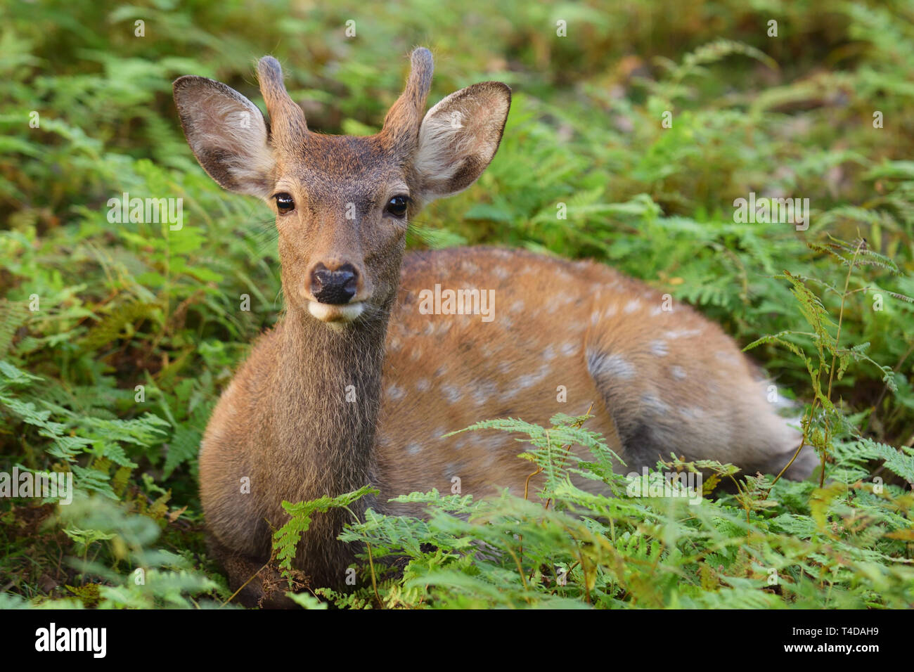 Sika Deer (Cervus nippon) resting amongst the ferns in Nara Park Stock Photo